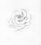 Rose, graphic watercolor drawing line drawing