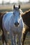 Rose grey Orlov trotter horse on the natural background