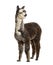 Rose grey young alpaca looking away - Lama pacos