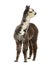 Rose grey young alpaca looking away - Lama pacos