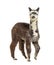 Rose grey young alpaca waliking - Lama pacos