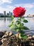 a rose growing on rocks by water