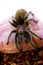 Rose hair Tarantula Spider crawling