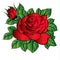 Rose hart vector flower Red cartoon illustration  floral flowers