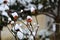 Rose heaps under snow in winter