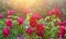 Rose hedge at dawn  in outdoors garden. Country home. Floral background. Selective focus