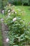 Rose hedge, rose bushes in a UK garden