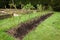 Rose hedge, rose plants with mulch in a UK winter garden