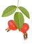 Rose hip