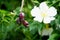 Rose hip dried on branches. Three overripe fruit of wild rose closeup