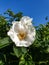 Rose hip flower-autumn smile. Bees collect the last nectar from a beautiful white flower