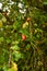Rose hip nature plant healthy berry leaf odenwald germany