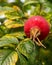 Rose hip provides seed, food, drink and itching powder
