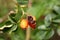 Rose hip or Rosehip ripe partially cracked accessory fruit of rose plant growing in bright orange color on single branch