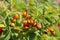 Rose Hips, Autumn, Dog Rose, Detail