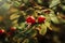 Rose Hips In An English Hedgerow