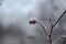 Rose hips in hoarfrost on a cloudy, frosty winter day.