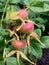 Rose Hips on the plants