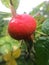 Rose Hips on the plants