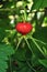 Rose Hips on the plants