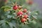 Rose hips of a Potato rose (Rosa rugosa)