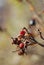 Rose hips of a Potato rose (Rosa rugosa)