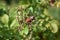 Rose hips of a Potato rose (Rosa rugosa)