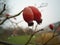 Rose hips and rain drops