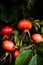 Rose hips ripening on rose bush lightened by autumn sun.