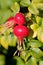 Rose Hips of Rosa Rugosa in Autumn