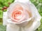 Rose Hybrid Tea Virginia  - a rose with double flowers, neatly twisted petals into a classic outlet.
