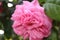 Rose inflorescence macrophotography. Pink flower petals. Wallpaper. Amazing Plant.