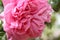 Rose inflorescence macrophotography. Pink flower petals. Wallpaper. Beauty.