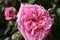 Rose inflorescence macrophotography. Pink flower petals. Wallpaper. Blurred background.