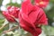 Rose inflorescence. Red Roses in close-up. Attention. Gift. Freshness. Passion.