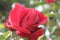 Rose inflorescence. Red Roses in close-up. Attention. Gift. Freshness. Passion.