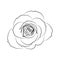 Rose isolated outline
