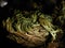 Rose of Jericho - selaginella lepidophylla -