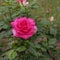 Rose Lady Like. Noble rose with extremely large, very elegantly shaped flowers of bright pink color