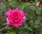 Rose Lady Like. Noble rose with extremely large, very elegantly shaped flowers of bright pink color