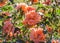 Rose lambada bushes large bright half-terry orange flower