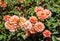 Rose lambada bushes large bright half-terry orange flower