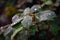 Rose leaves after rain with drops of moisture