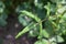 Rose leaves tightly rolled after egg laying by leaf rolling sawfly (Blennocampa pusilla)