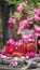 Rose lemonade with ice and fresh roses over natural garden. girl pours lemonade from a jug