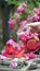 Rose lemonade with ice and fresh roses over natural garden. girl pours lemonade from a jug