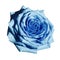 Rose light blue flower on white isolated background with clipping path. Closeup no shadows.