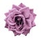 Rose light pink flower on white isolated background with clipping path. no shadows. Closeup. For design.