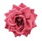 Rose light red flower on white isolated background with clipping path. no shadows. Closeup. For design.