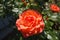 Rose Livin Easy Flower